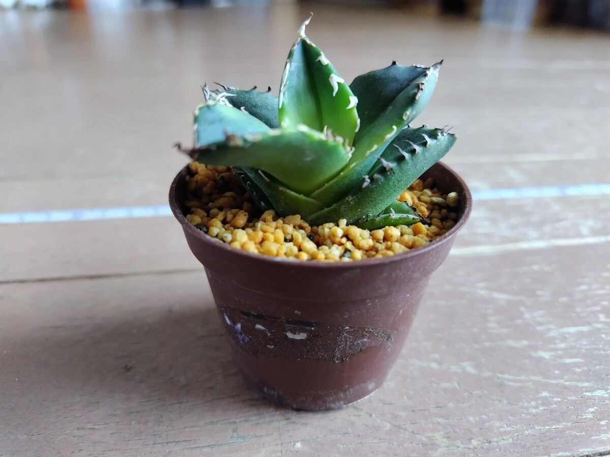 アガベ　チタノタ　FO-76　agave titanota FO-76　 鉢植え　_画像2