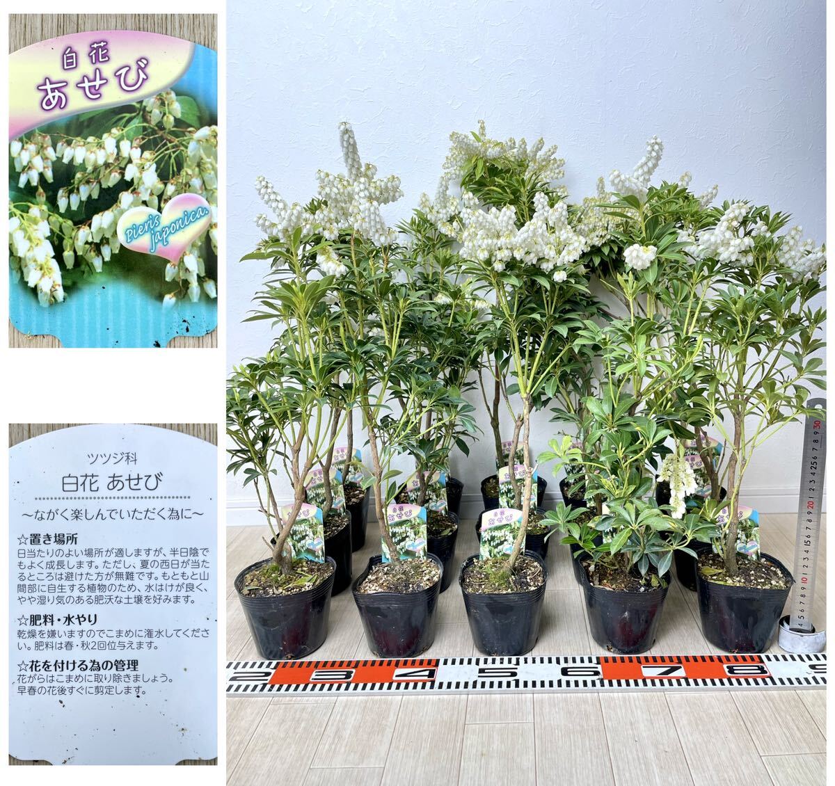 [ shop . island horse . tree ya comb ma fading bi white flower fading bi15 pot set 4 number reality goods free shipping ]