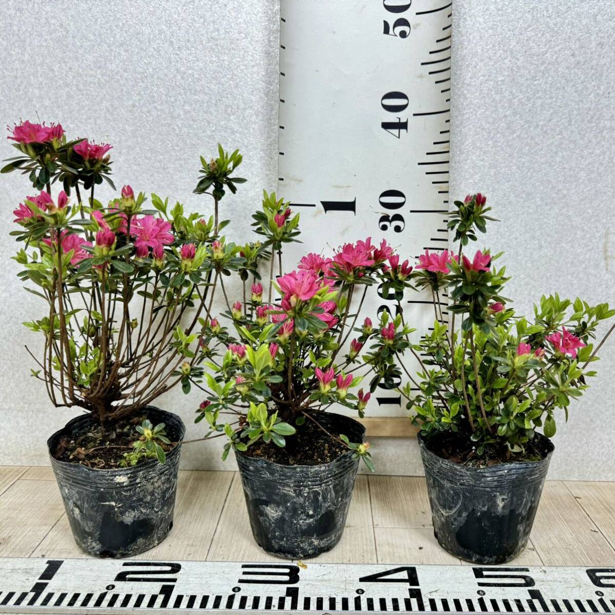 [ Kurume azalea flower .4 number pot 15 pot set reality goods sale free shipping ]