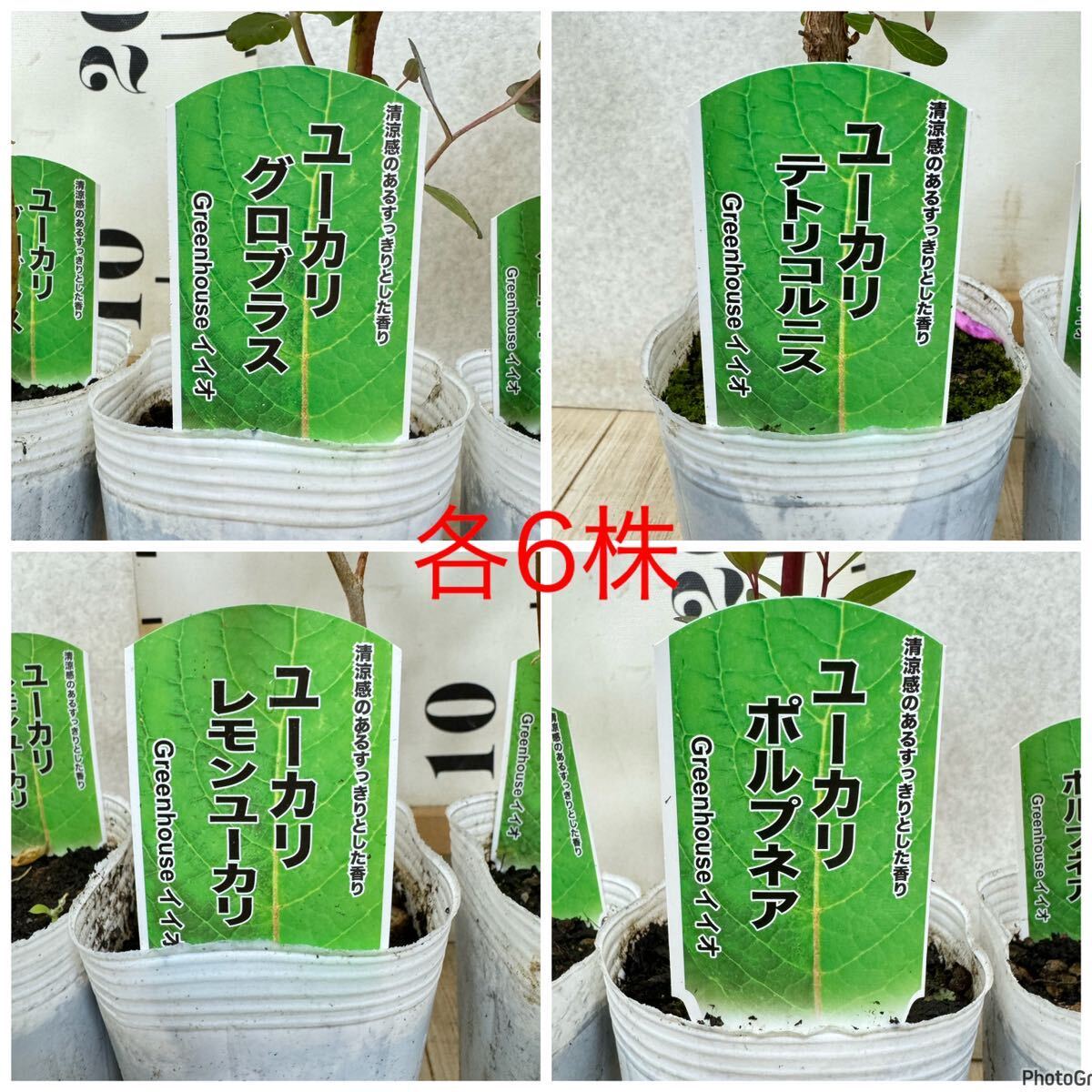 [ eucalyptus seedling ( Glo brass * lemon eucalyptus *porupnea*te Toriko ru varnish ) 3 number pot 24 stock set reality goods sale free shipping ]