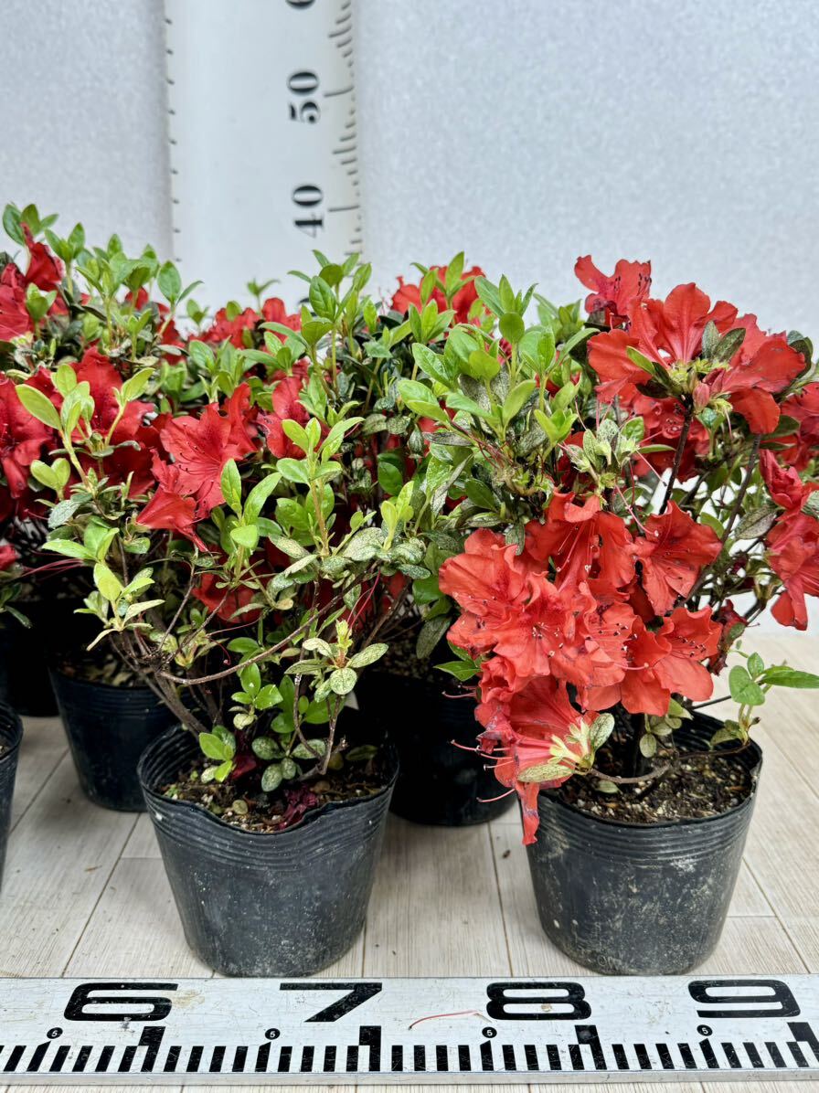 [ Kurume azalea sun ( want for )4.5 number pot 11 pot set . season for reality goods sale free shipping ]