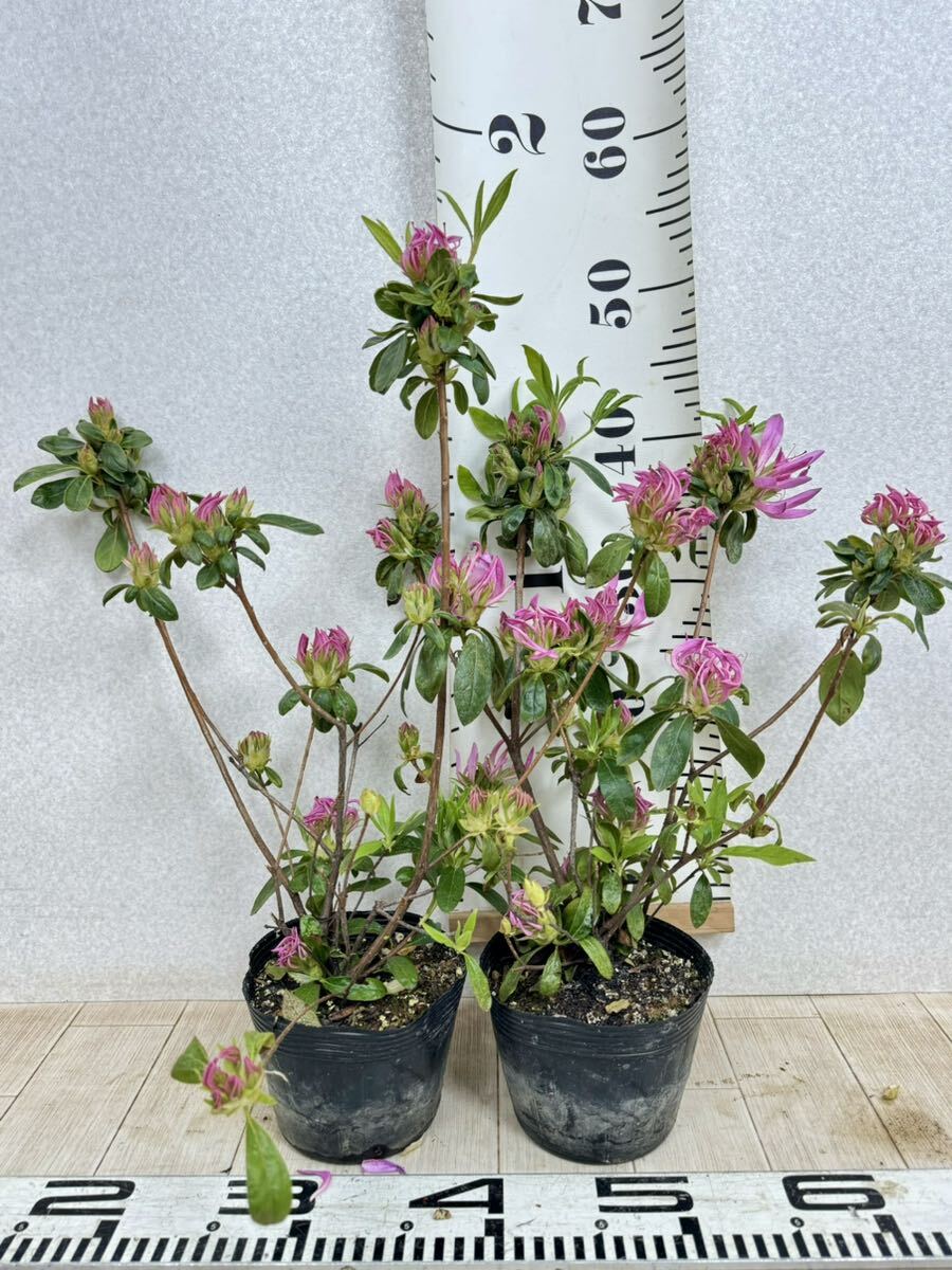 [mochi azalea seedling flower fire 4.5 number pot 11 pot set reality goods sale free shipping ]
