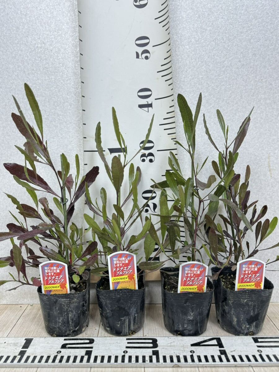 [do Donna air seedling MIX 3.5 number 24 pot set free shipping ]