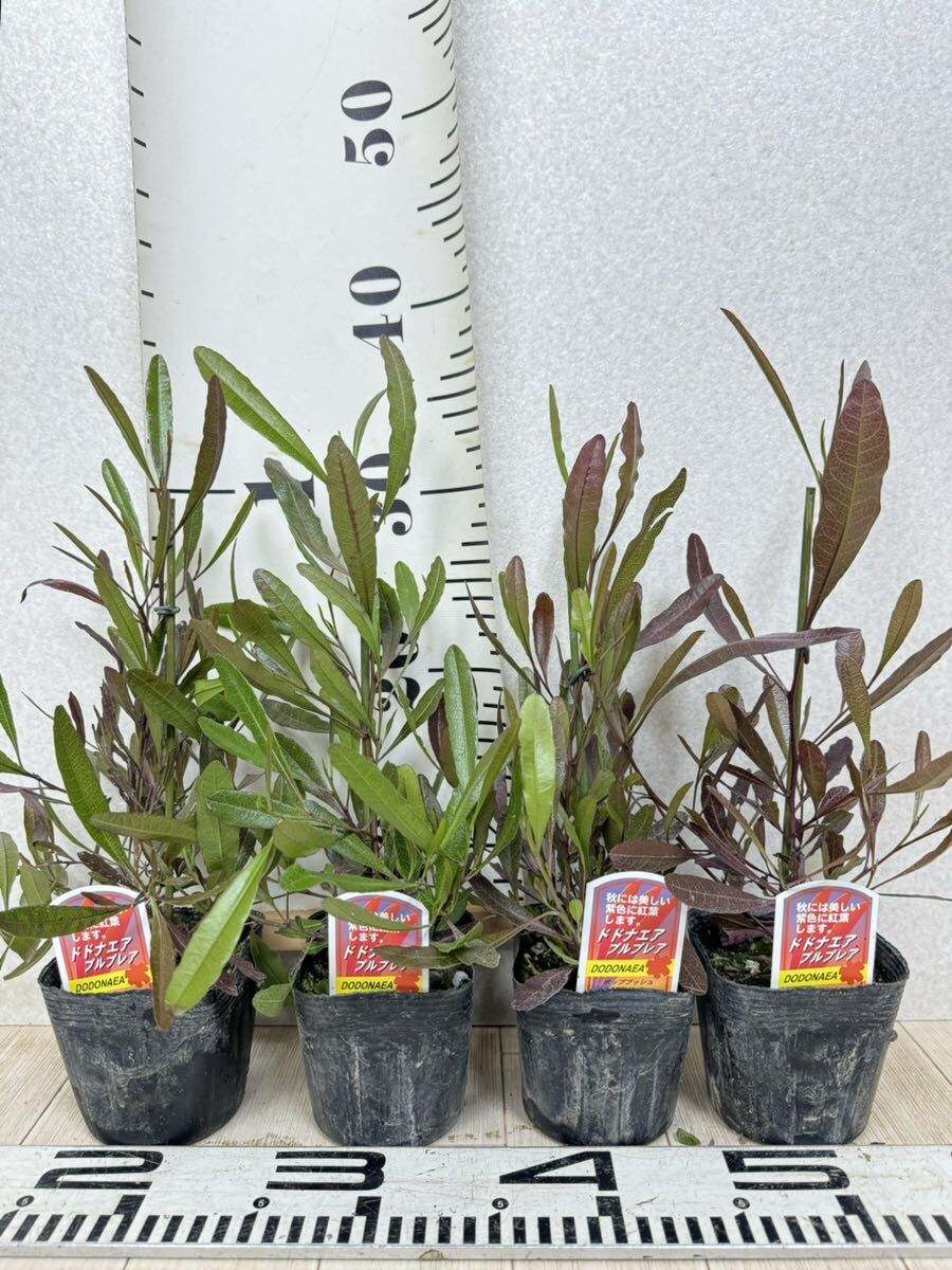 [do Donna air seedling MIX 3.5 number 24 pot set free shipping ]