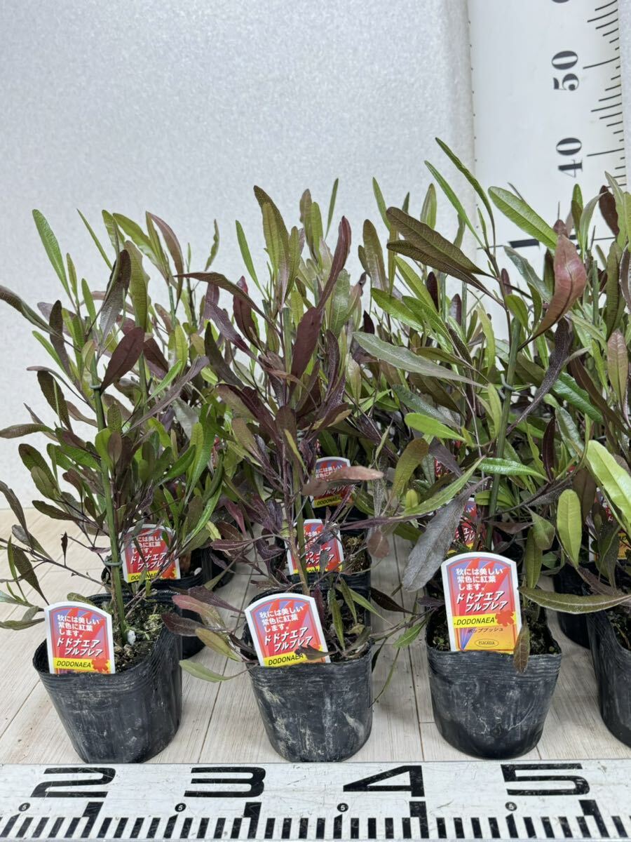 [do Donna air seedling MIX 3.5 number 24 pot set free shipping ]