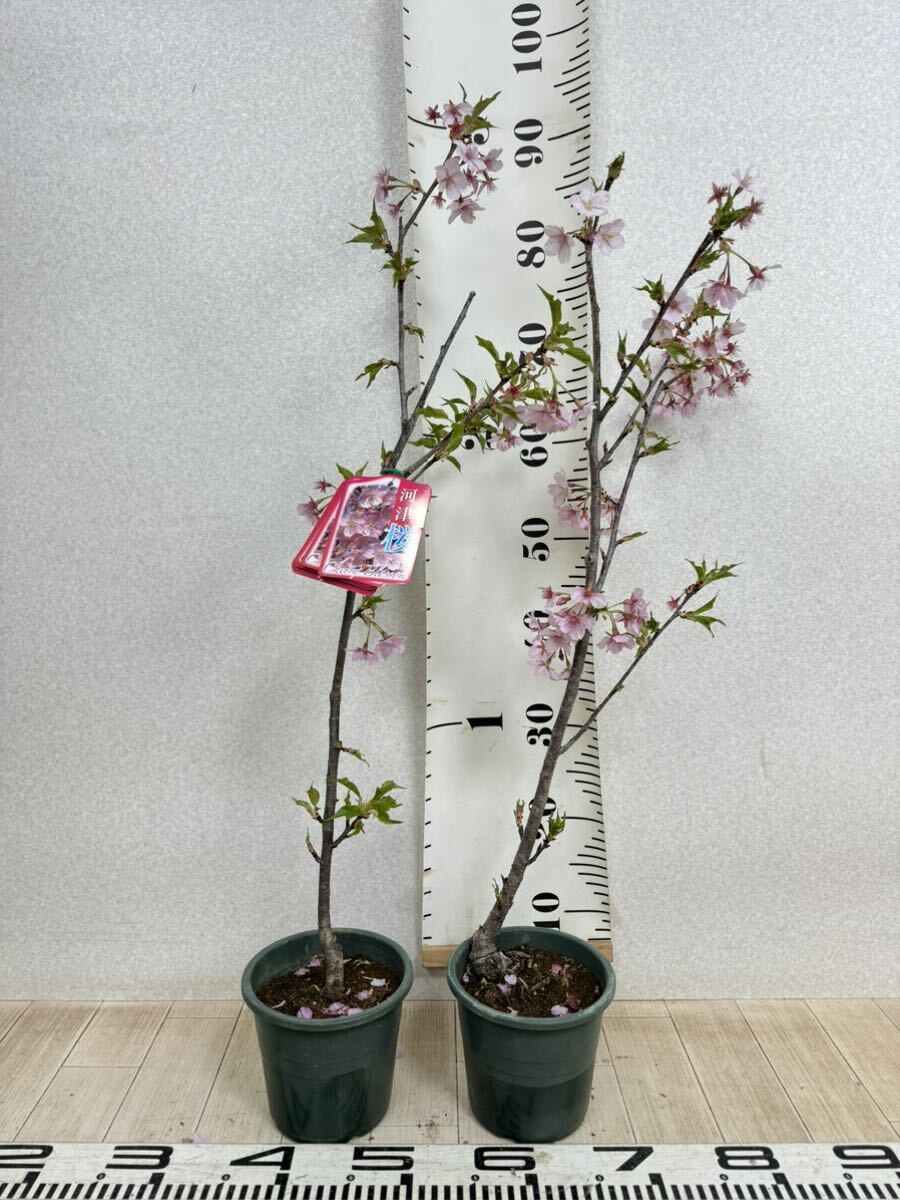 【河津桜 苗木  8株セット 5号鉢 現品 送料無料】の画像8