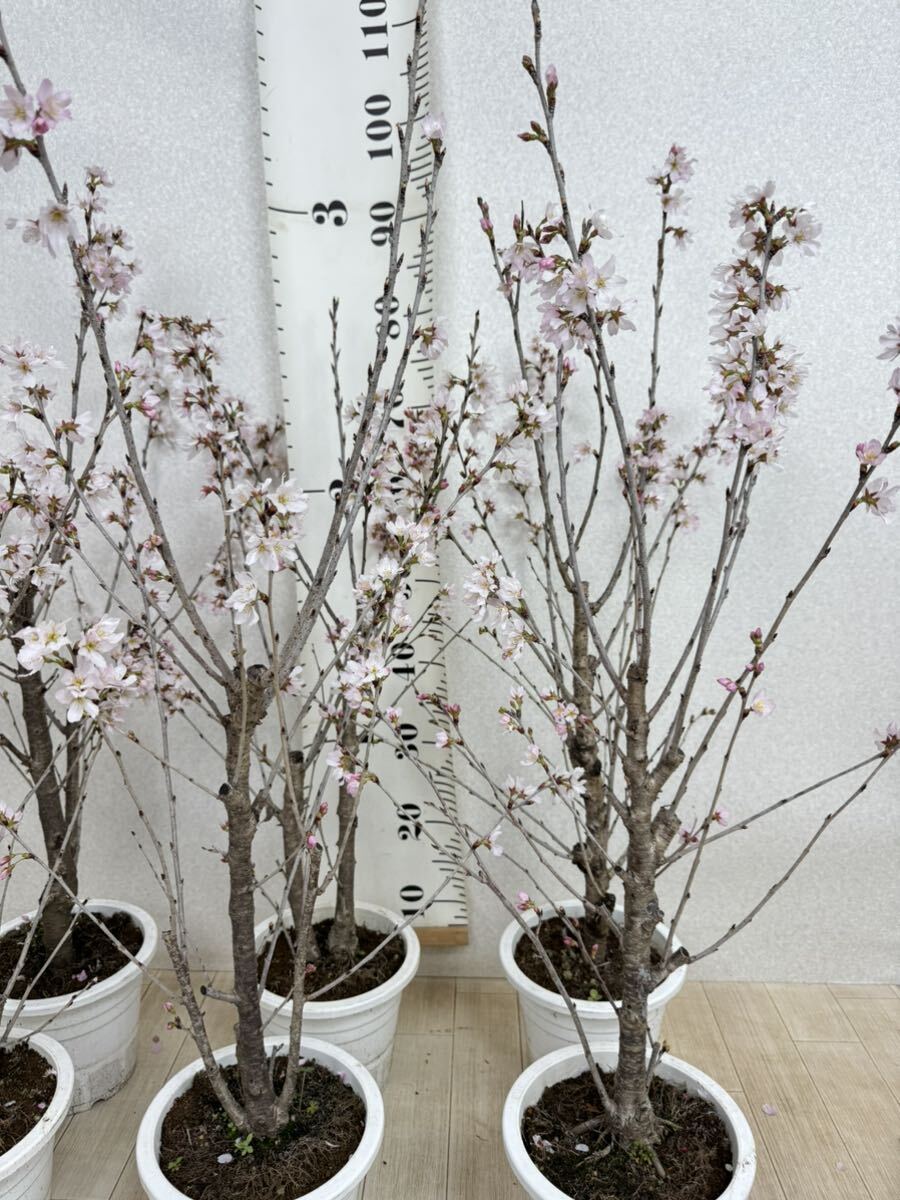 【啓翁桜　苗木 　6株セット　6号鉢　現品　送料無料】_画像4