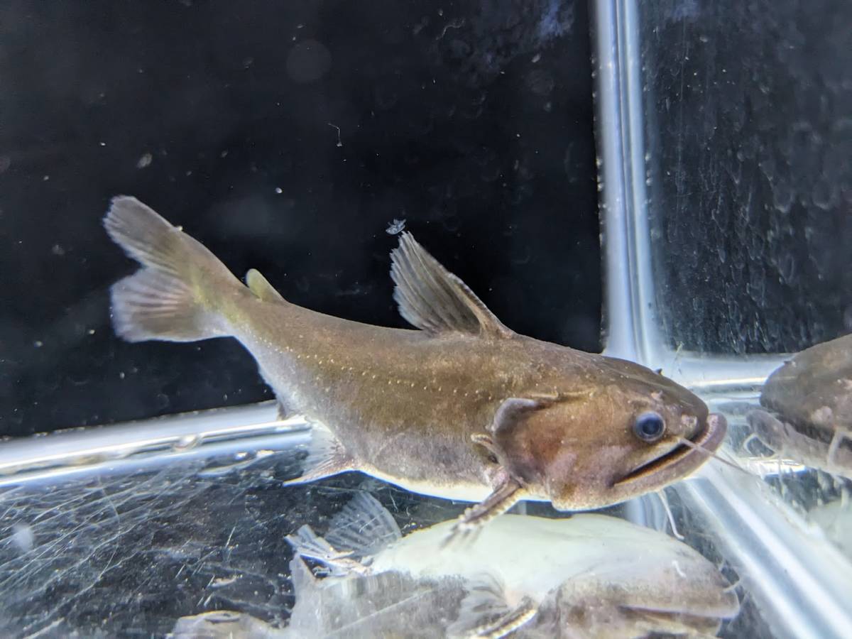 PURE☆熱帯魚 即決！ バトラクスキャット 1匹 大きい口と頭が特徴的な大人気種！飼育がめちゃくちゃ楽しいです！_画像3