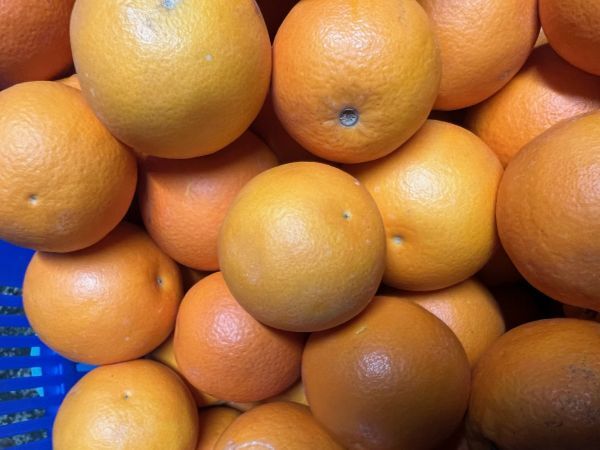 ブラッドオレンジ訳アリ　5キロ 　サイズ混合　和歌山県産ご自宅用　タロッコ品種_画像6