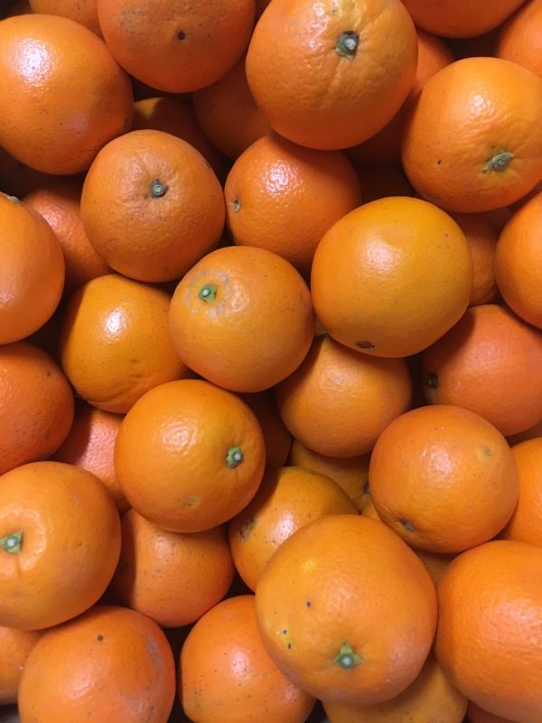 訳アリ　和歌山県産　ネーブルオレンジ　10キロ　小玉サイズ（Sサイズ）　ネーブル ご家庭用_画像2