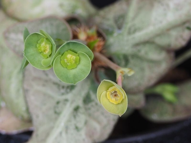 RR_ユーフォルビア　フランコイシー　/Euphorbia francoisii/1株/実生苗_画像2