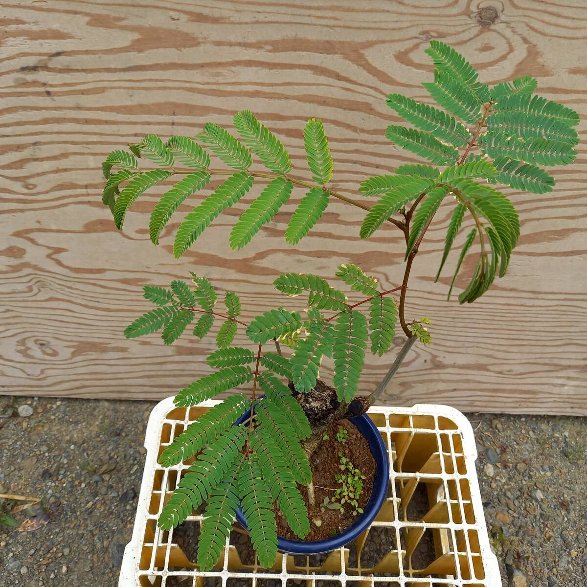 観葉植物 フェザー・ネムノキ鉢植 6号鉢植 サイズ W40 D30 H60ｃｍ 未使用の画像2