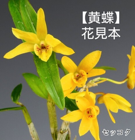Yahoo!オークション - セッコク【黄蝶 花芽付 】長生蘭 風蘭 Yahoo!オークション - セッコク【黄蝶 花芽付 】長生蘭 風蘭