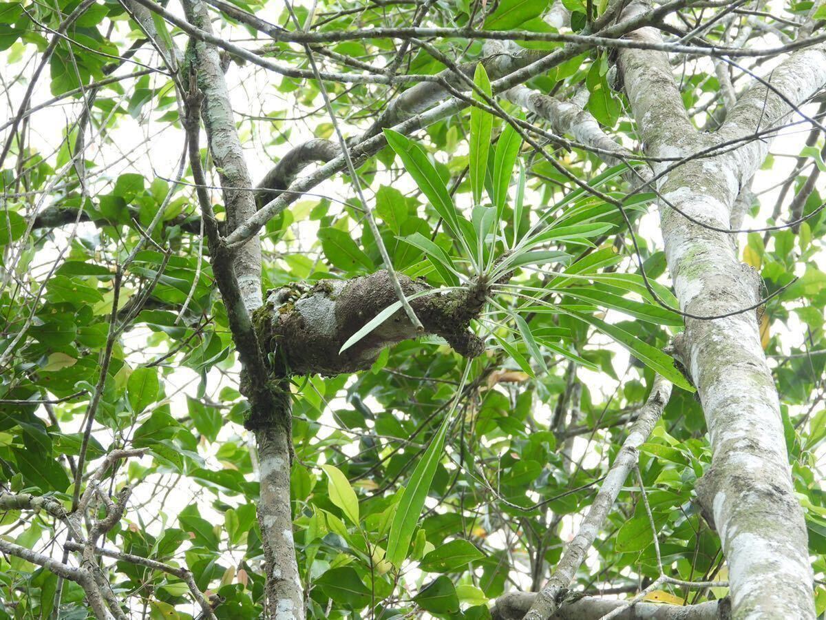 アリ植物 Myrmecodia sp. Pupuan, Bali 実生株_画像2