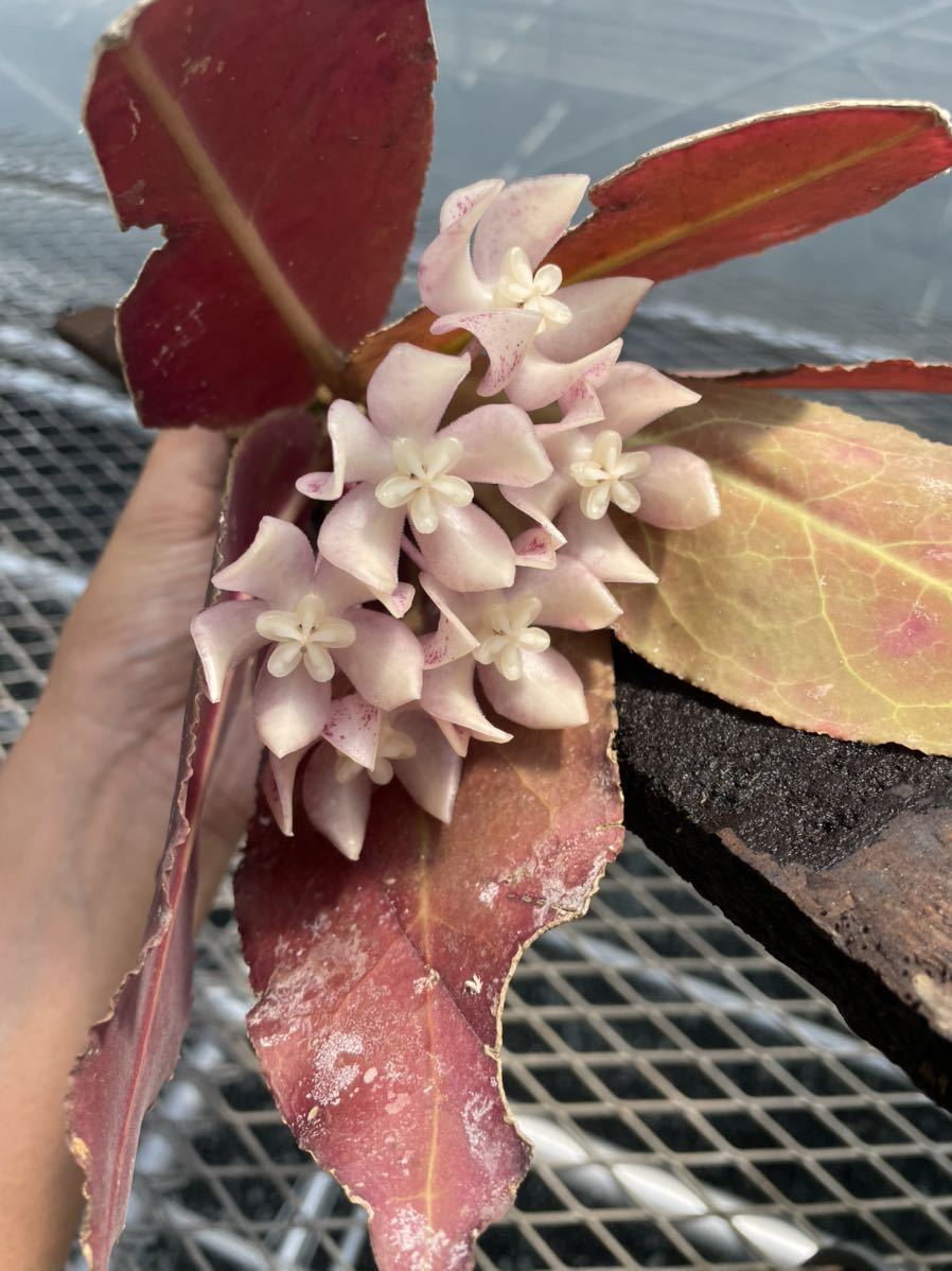 アリ植物 Hoya undulata Gunung Bukit Raya (Border Central and West Borneo)_画像1