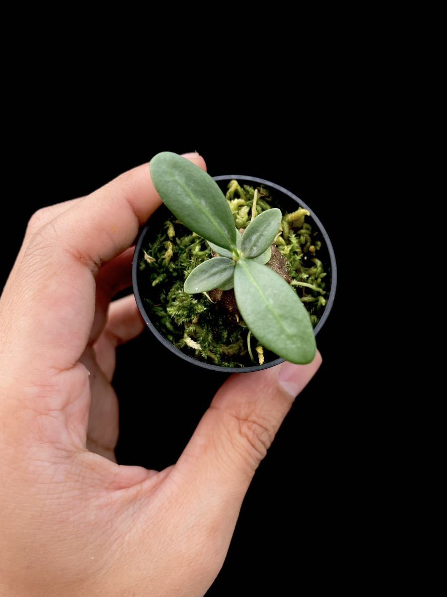 アリ植物 Hydnophytum formicarum Nueva Vizcaya (YFK2)実生株_画像4