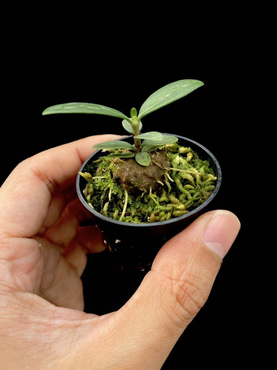 アリ植物 Hydnophytum formicarum Nueva Vizcaya (YFK2)実生株_画像2