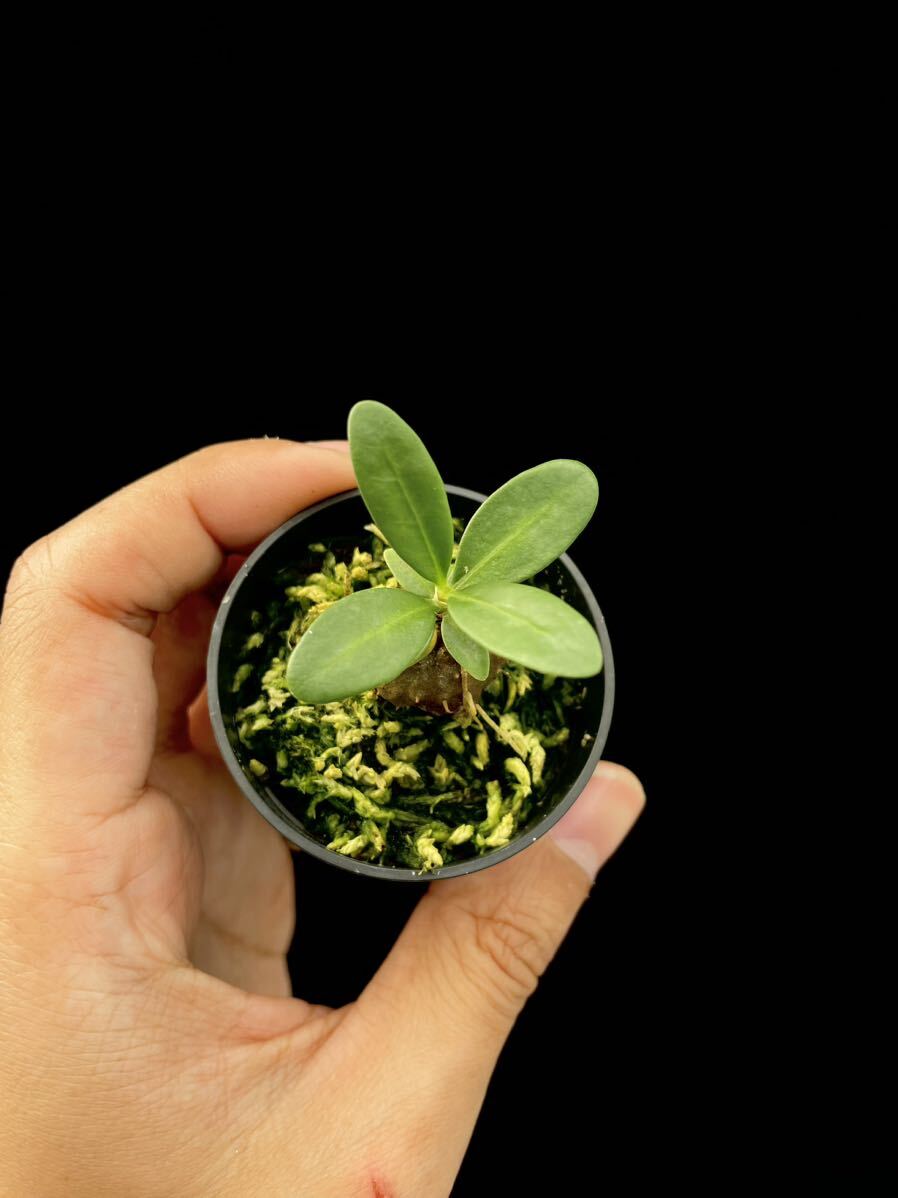 アリ植物 Hydnophytum formicarum Nueva Vizcaya (YFK2)実生株_画像4