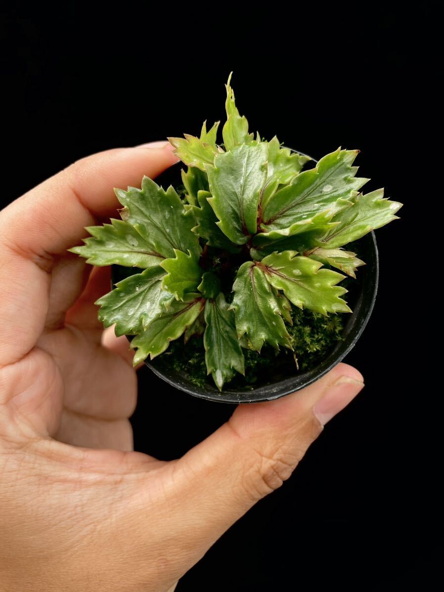 Begonia sp. Papua New Guineaの画像1