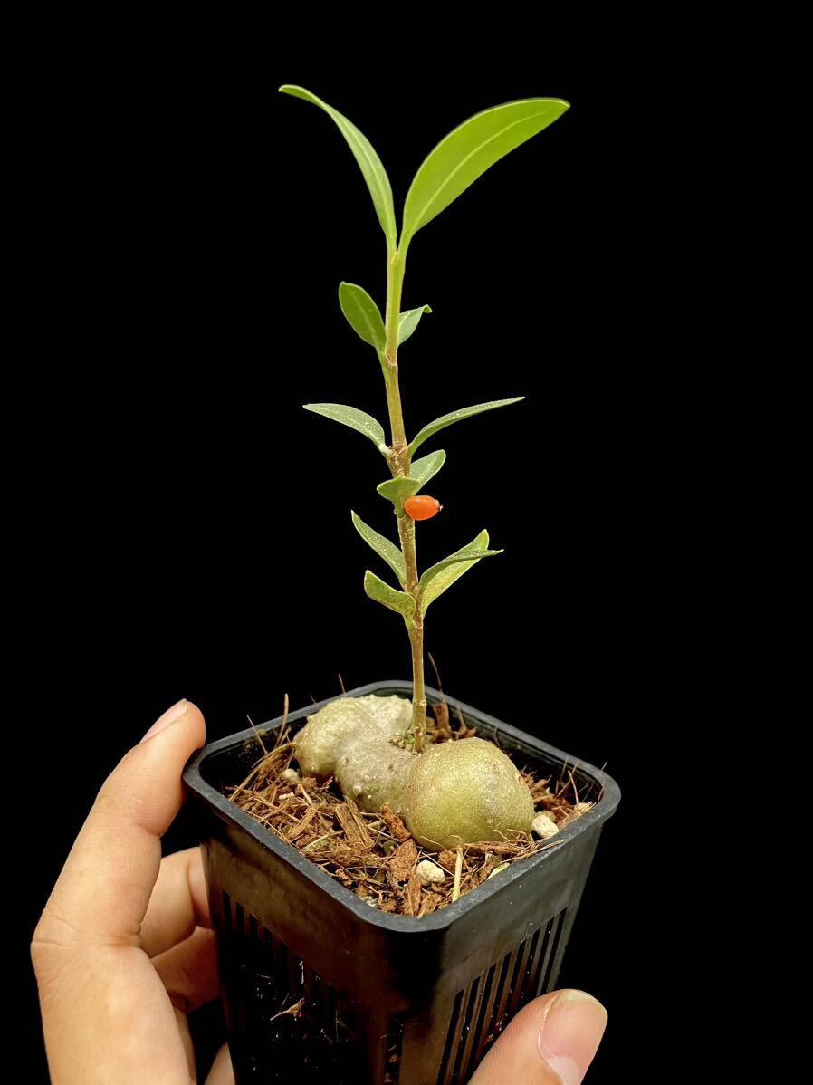 アリ植物 Hydnophytum sp. (ameba tuber) West Papua 実生株 開花結実株_画像5