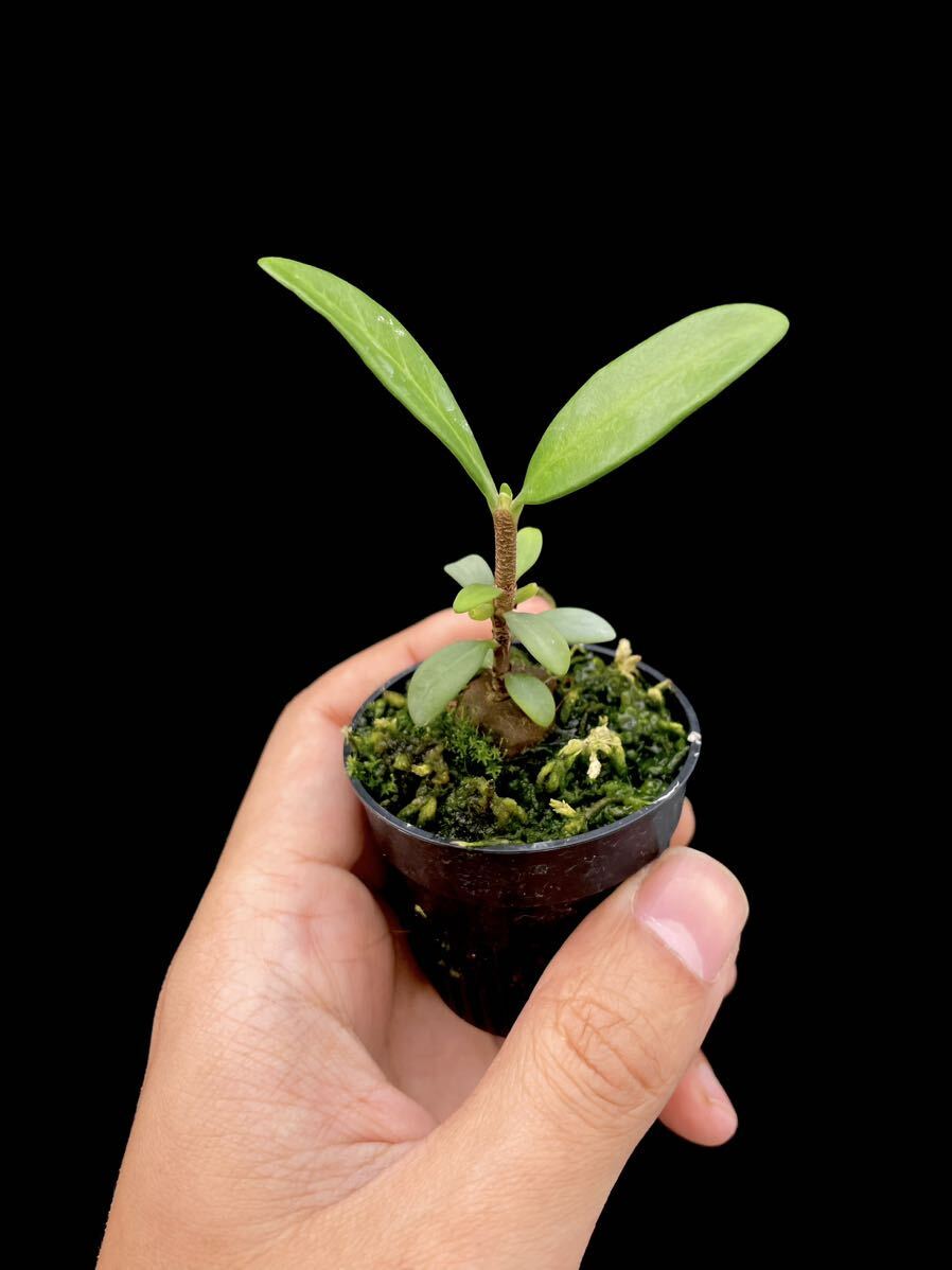 アリ植物 Hydnophytum formicarum Quezon, Luzon 実生株_画像2