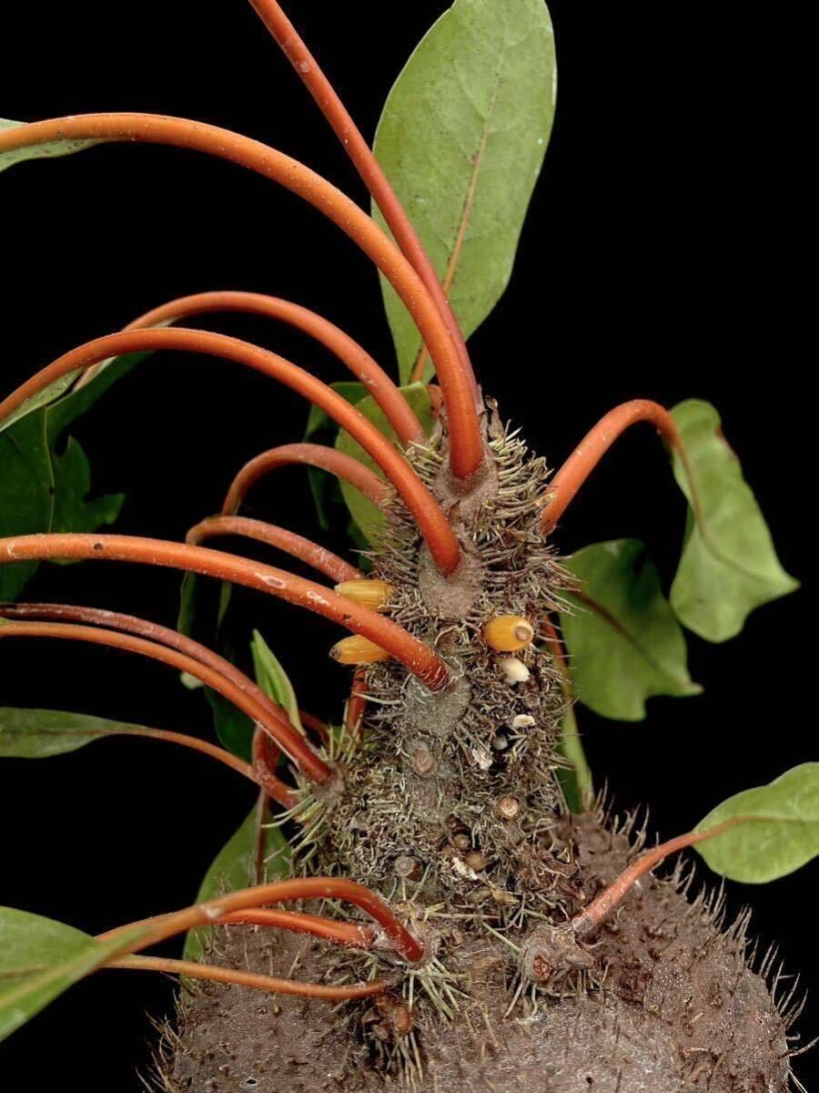 アリ植物 Myrmecodia cf. platytyrea (orange petioles) Tangse, Pidie, Aceh, Sumatra 実生株_画像1