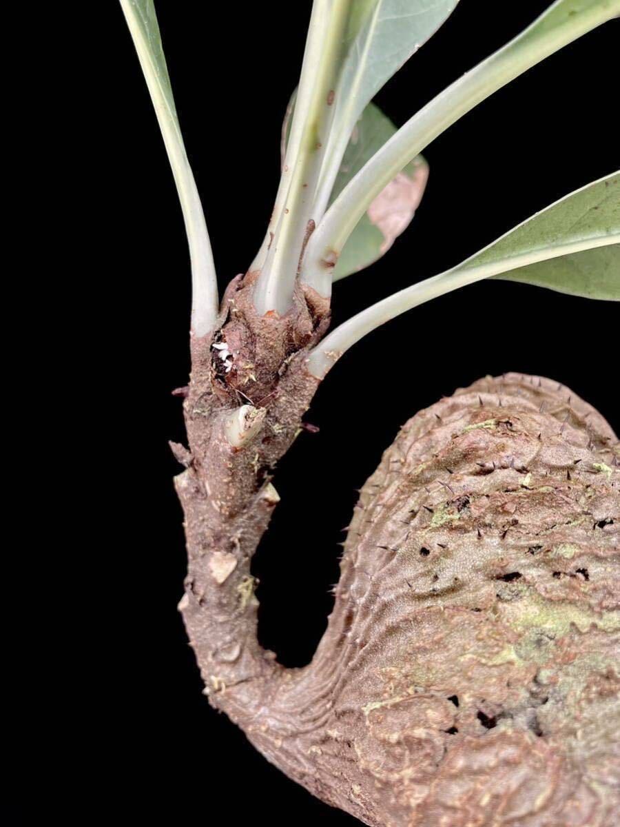 アリ植物 Myrmecodia cf. tuberosa Jayapura, Papua 実生株_画像3