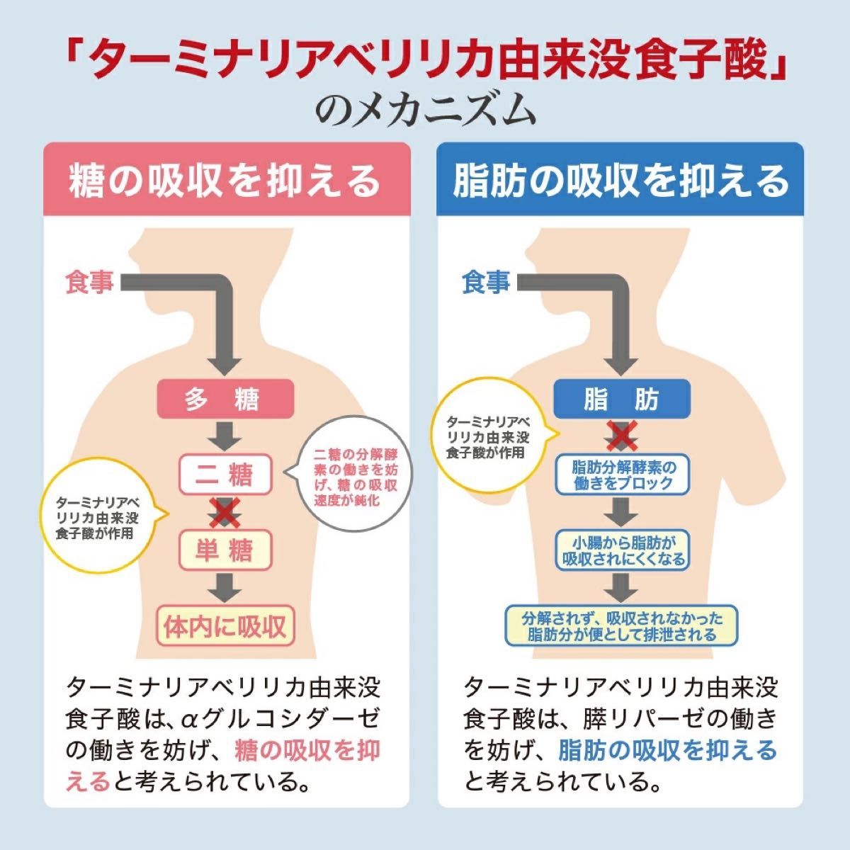 2袋　約2ヶ月分　お腹の脂肪対策 ダイエットサプリ ターミナリアベリリカ　内蔵脂肪　皮下脂肪にも。機能性表示食品　激安　美容健康に