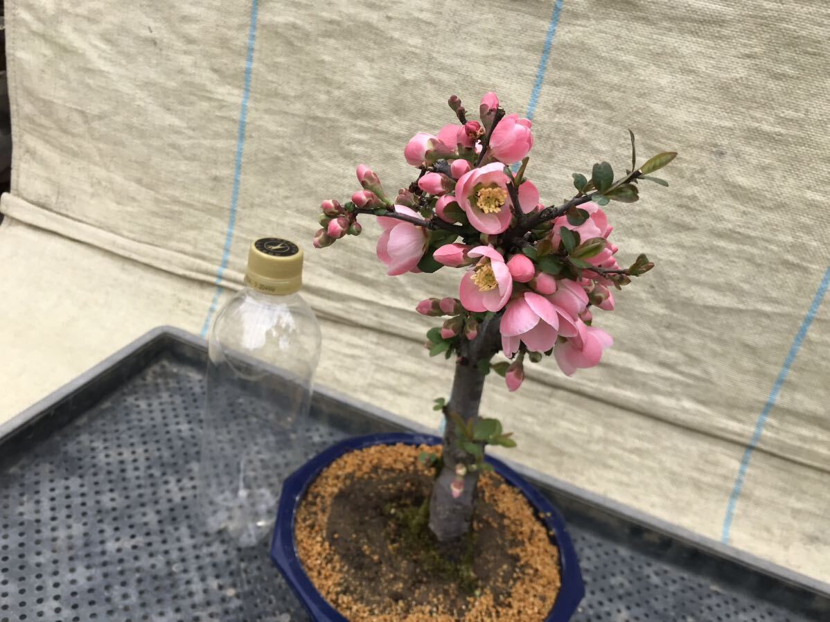 木瓜(ボケ)・放春花 みねやま 6寸(咲分け保証品)|Yahoo!フリマ 木瓜(ボケ)・放春花 みねやま 6寸(咲分け保証品)|Yahoo!フリマ