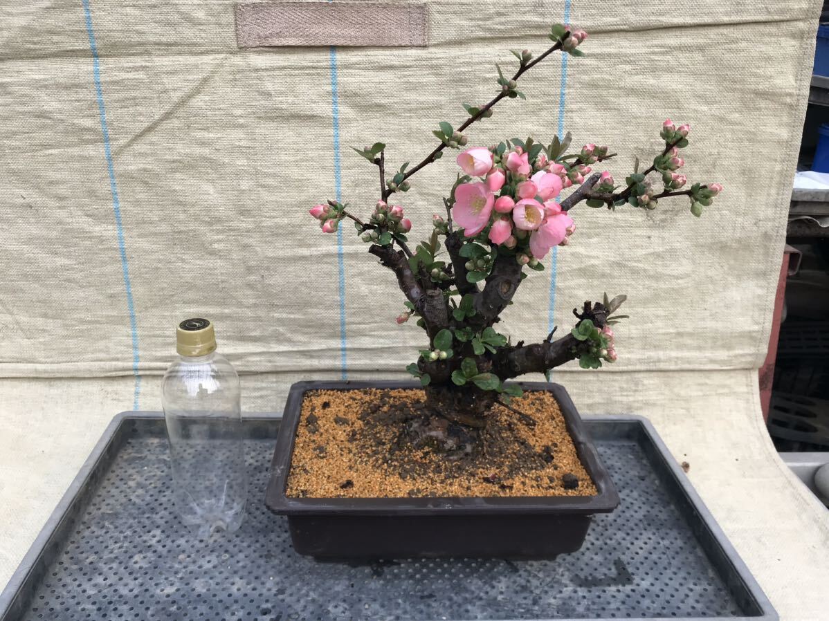 木瓜(ボケ)・放春花 ゆめ 角鉢|Yahoo!フリマ(旧PayPayフリマ) 木瓜(ボケ)・放春花 ゆめ 角鉢|Yahoo!フリマ(旧PayPayフリマ)