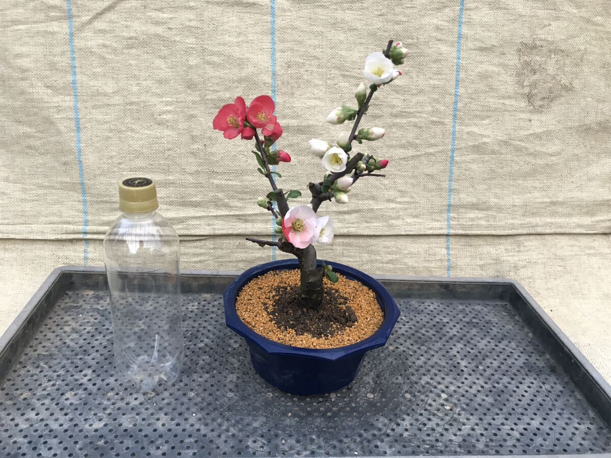 木瓜(ボケ)・放春花 東洋錦 6寸(咲分け保証品)|Yahoo!フリマ 木瓜(ボケ)・放春花 東洋錦 6寸(咲分け保証品)|Yahoo!フリマ