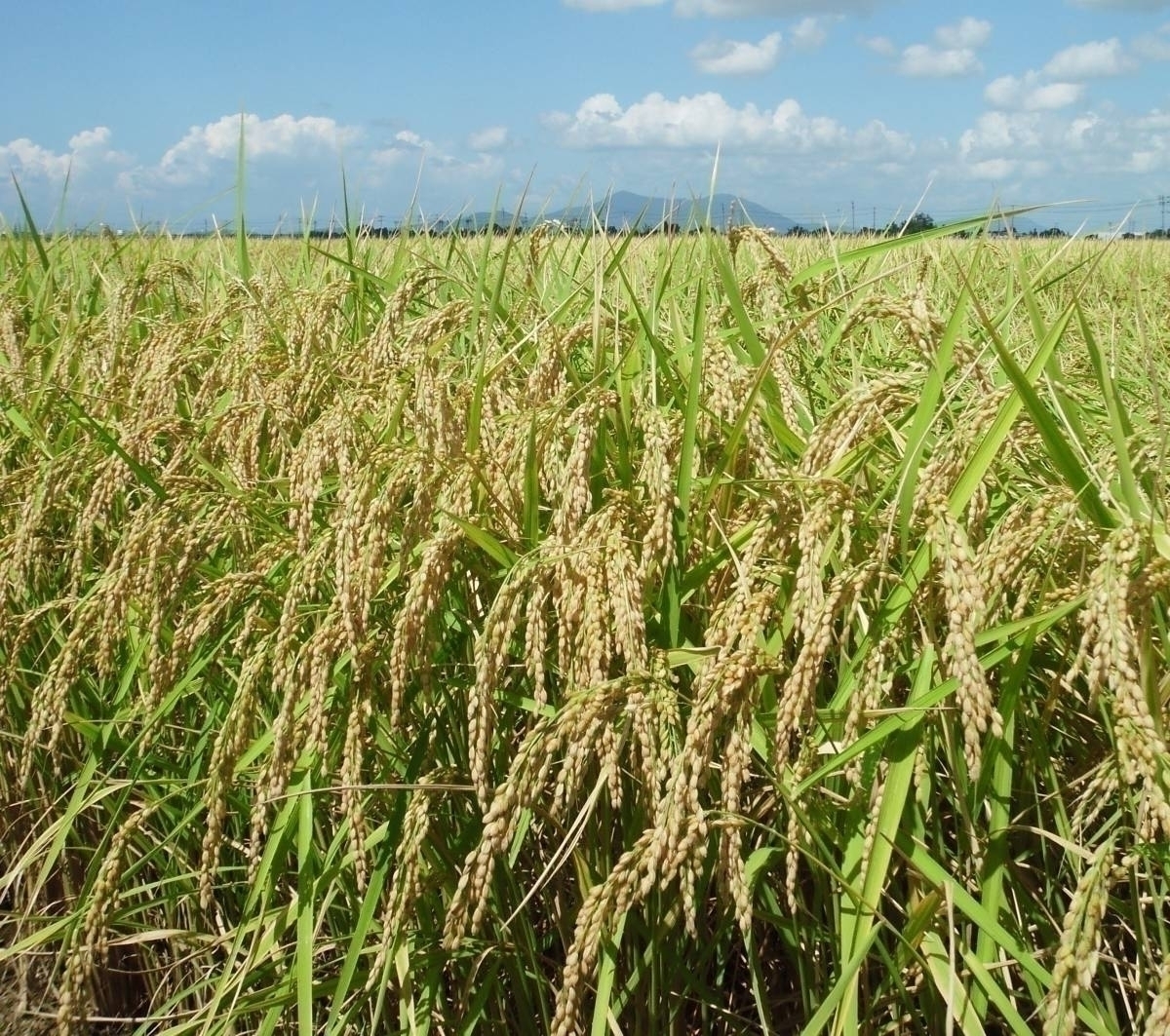 【送料無料】令和5年新潟県従来コシヒカリ25キロ 落札後精米 籾殻保管 特A獲得農家からの直送 4の画像9