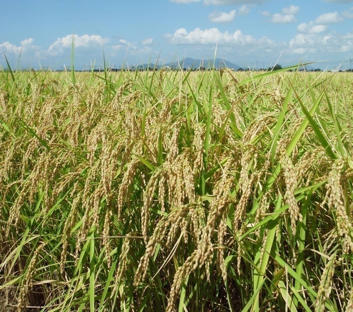 【送料無料】令和5年新潟県従来コシヒカリ25キロ 落札後精米 籾殻保管 特A獲得農家からの直送の画像9