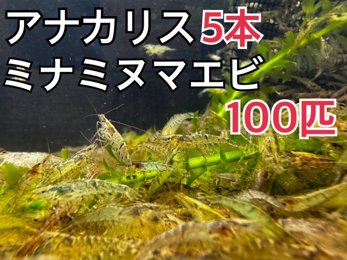 送料無料 本州限定アナカリス 5本とミナミヌマエビ100匹淡水エビ 川エビ 水草 メダカの画像1