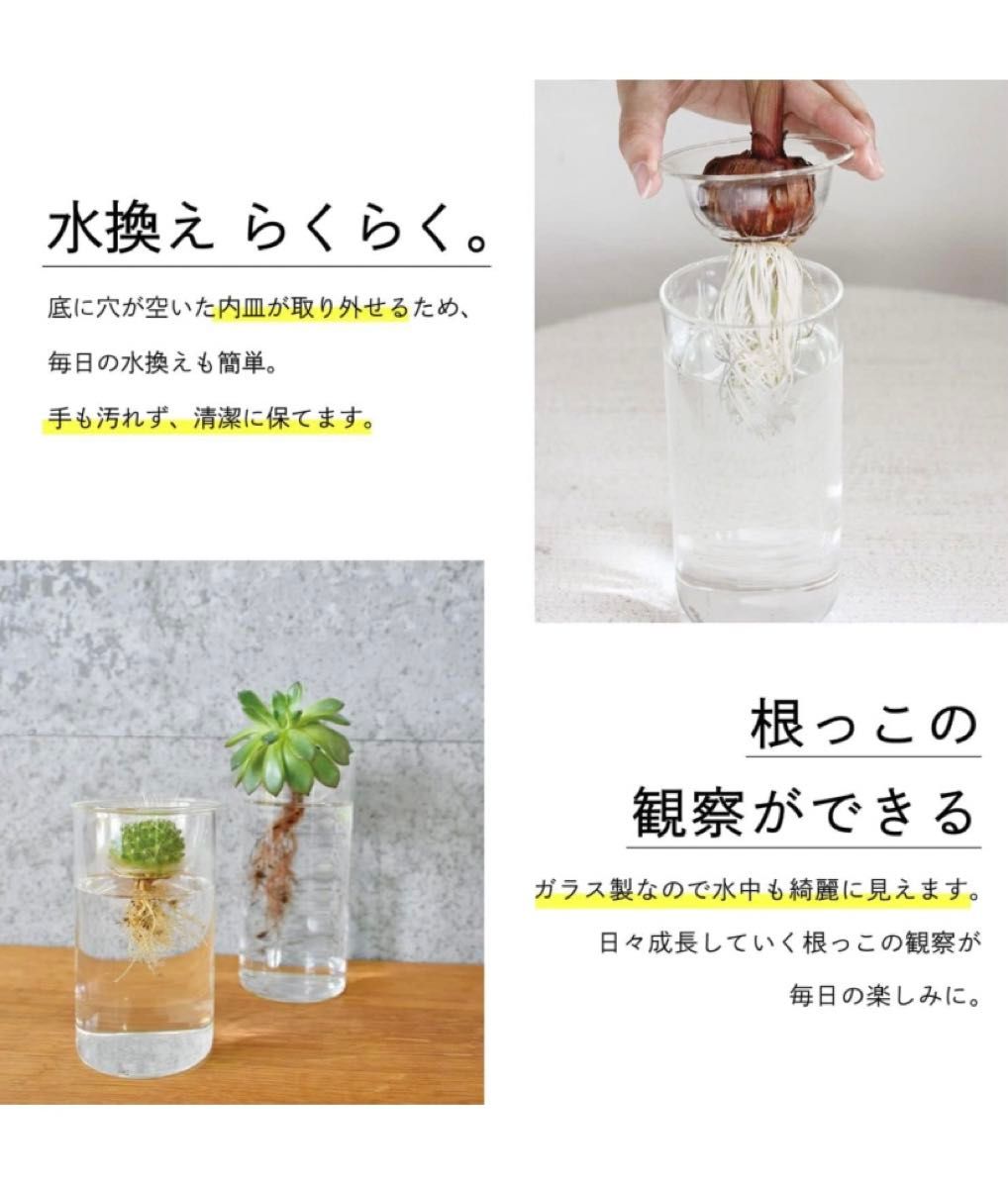 【新品未使用】インテリア雑貨 花瓶 水耕栽培 球根 リボーンベジタブル