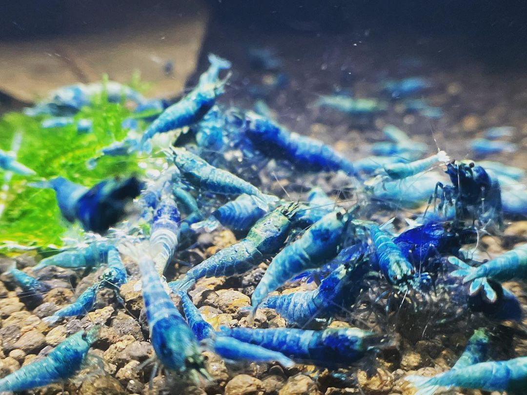 * turquoise shadow shrimp 20 pcs 