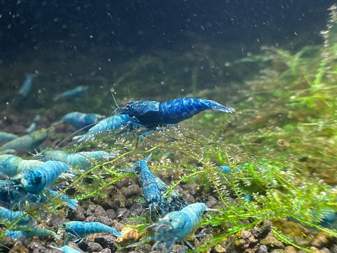 * turquoise shadow shrimp 30 pcs 