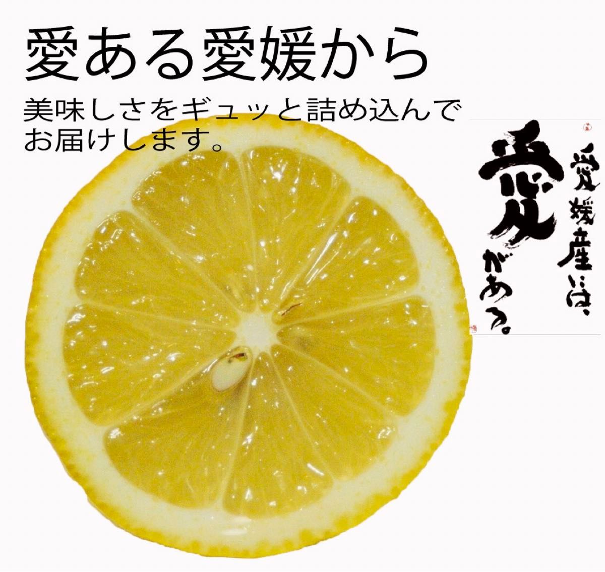 国産レモン　農薬不使用　完熟　瀬戸内レモン　愛媛　中島産　1.2ｋｇ　734