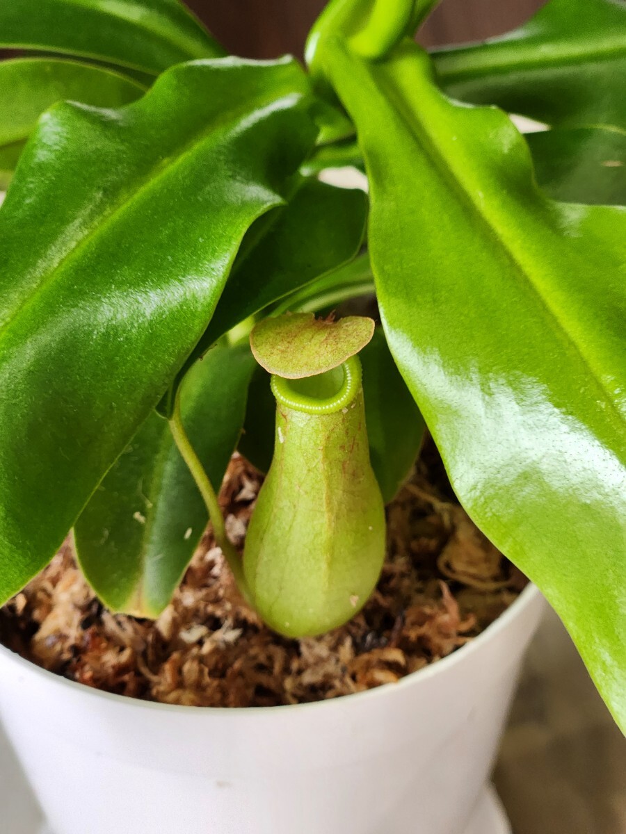 ウツボカズラ アラータ 25センチ 食虫植物 ネペンテス Nepenthes 観葉植物の画像6