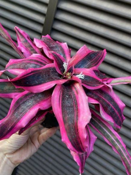 【 Cryptanthus 'Living Colors' from Michael's Bromeliads 】★★クリプタンサス・リヴィングカラーズ_画像1