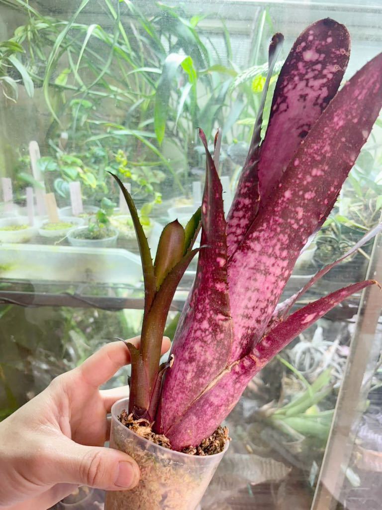 【 Billbergia 'Hallelujah' TF5184 】★★★ビルベルギア・ハレルヤ_画像3