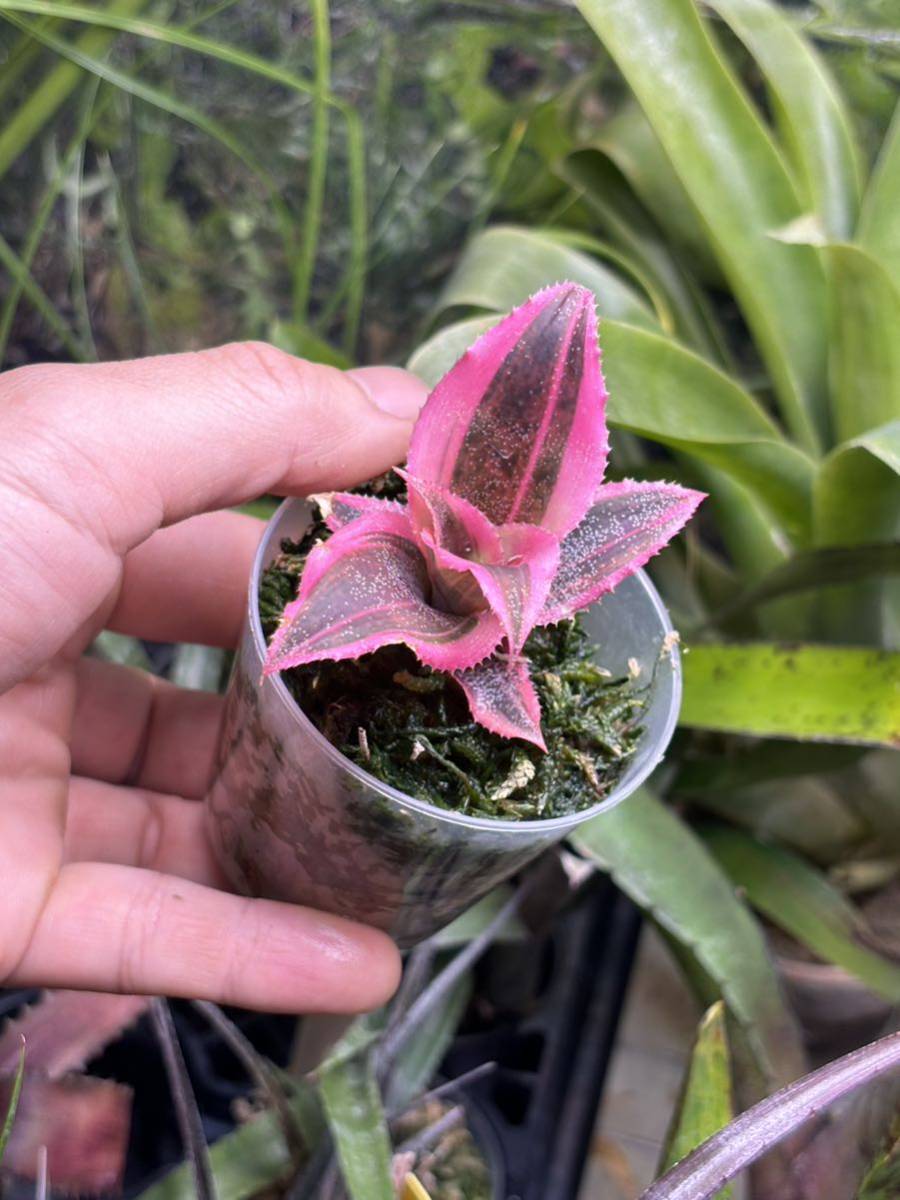 【 Cryptanthus 'Living Colors' from Michael's Bromeliads 】★★クリプタンサス・リヴィングカラーズ_画像6