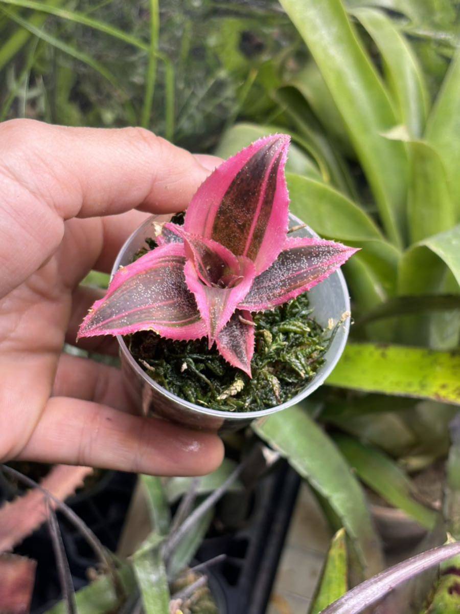 【 Cryptanthus 'Living Colors' from Michael's Bromeliads 】★★クリプタンサス・リヴィングカラーズ_画像4