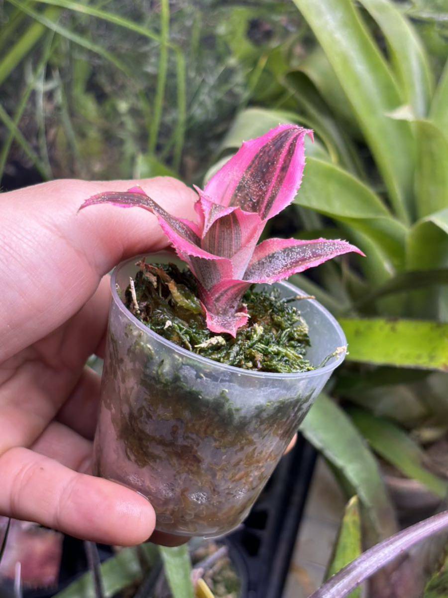 【 Cryptanthus 'Living Colors' from Michael's Bromeliads 】★★クリプタンサス・リヴィングカラーズ_画像8