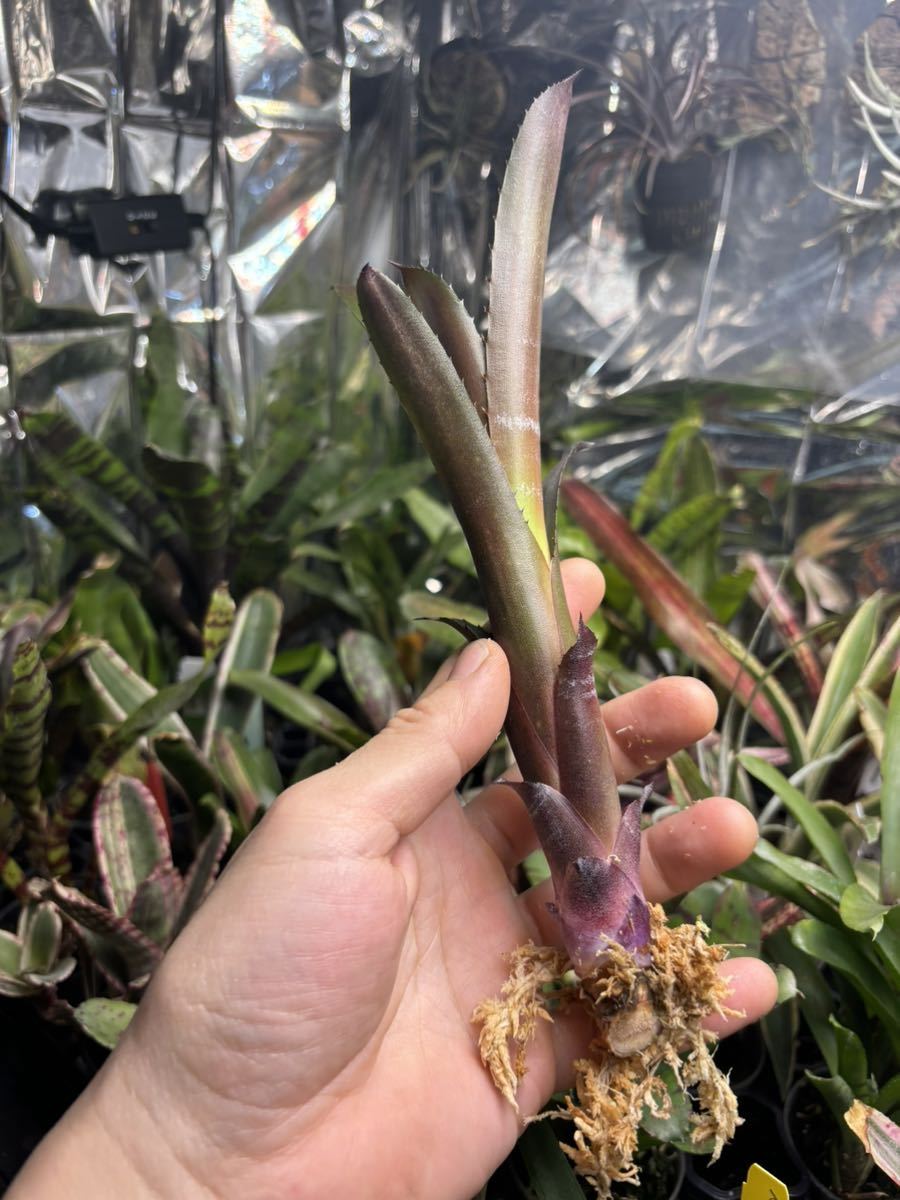 【 Billbergia 'Hallelujah' TF5184 】★★★ビルベルギア・ハレルヤ_画像4