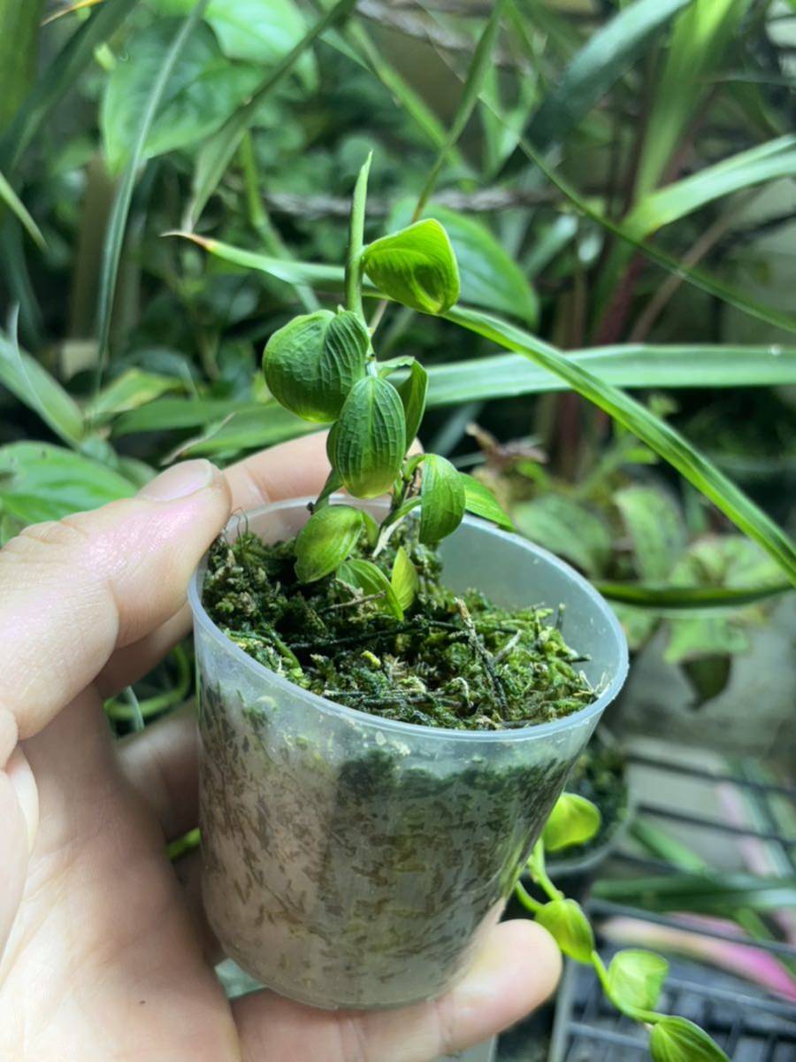 【 Philodendron sp. (Ecuador) 】★★脈が浮き出る極小型のフィロデンドロン不明種 / ビバリウム素材に_画像5