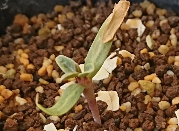 フォークイエリア コルムナリス 種子 20粒+α Fouquieria Columnaris 20 seeds+α 観峰玉 種_画像2