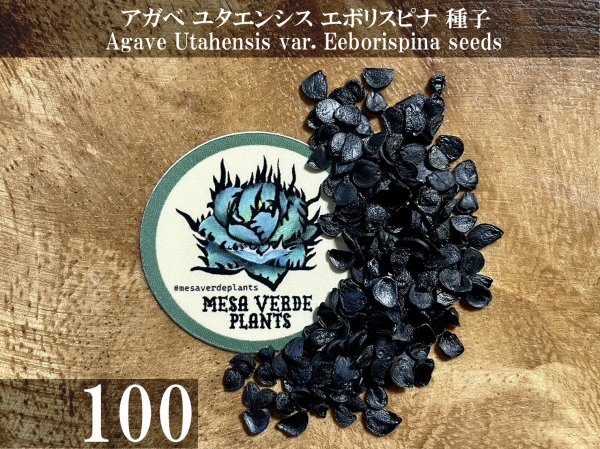 アガベ ユタエンシス エボリスピナ 種子 100粒+α Agave Utahensis var. Eeborispina 100 seeds+α 種_画像1