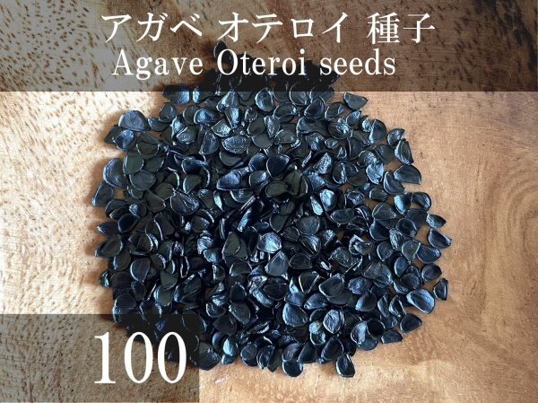 アガベ オテロイ 種子 100粒+α Agave Oteroi 100 seeds+α 種の画像1