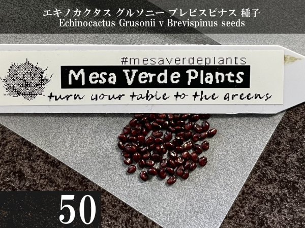 エキノカクタス グルソニー ブレビスピナス 短刺金鯱 種子 50粒+α Echinocactus Grusonii v Brevispinus 50 seeds+α 種 サボテン_画像1